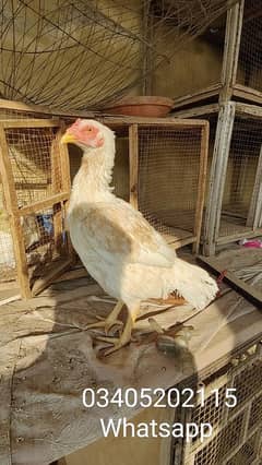 Prime Aseel Heera Boski Hen - 2 Years Old, Ready for Laying