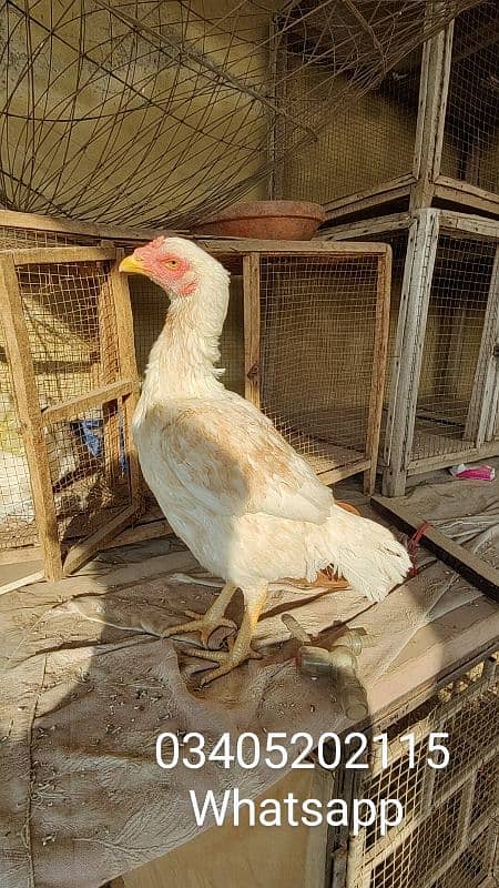 Prime Aseel Heera Boski Hen - 2 Years Old, Ready for Laying 1