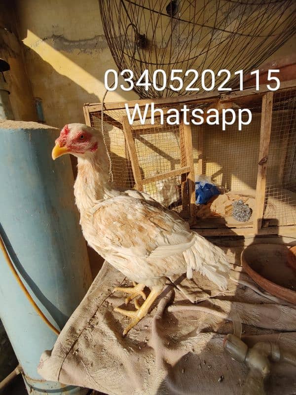 Prime Aseel Heera Boski Hen - 2 Years Old, Ready for Laying 2