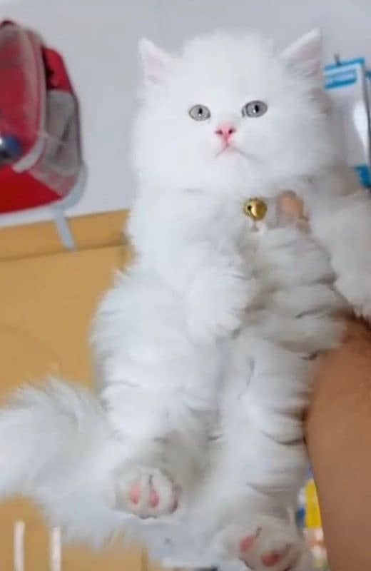 persian cat baby 1