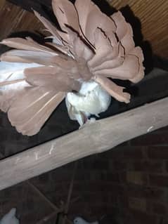 Redtail English fantail pigeons argent for sale