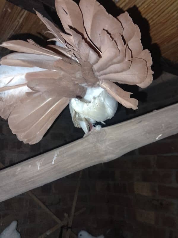 Redtail English fantail pigeons argent for sale 0