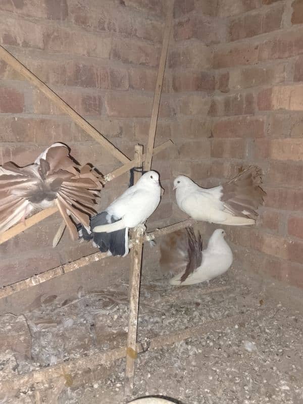 Redtail English fantail pigeons argent for sale 1