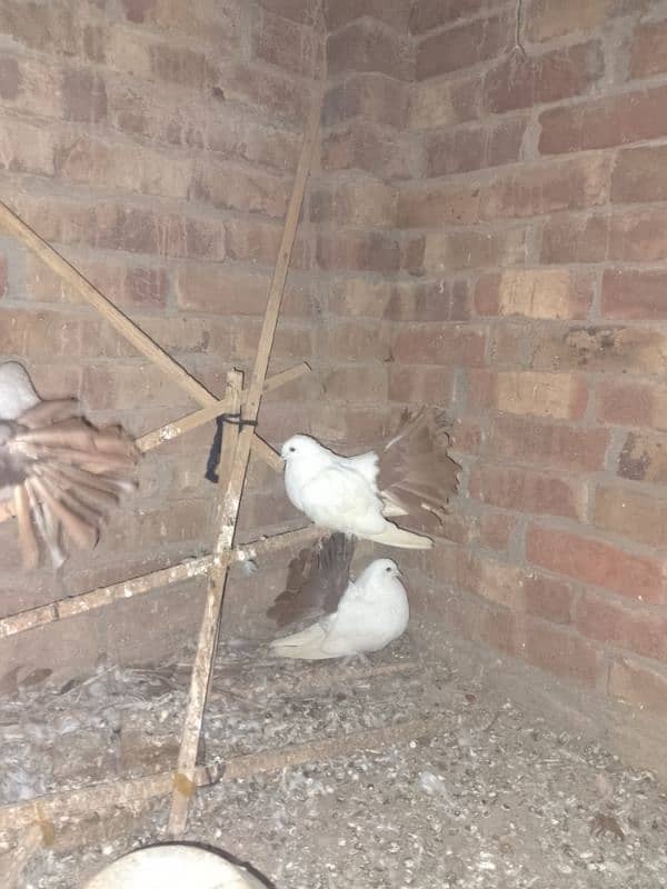 Redtail English fantail pigeons argent for sale 3