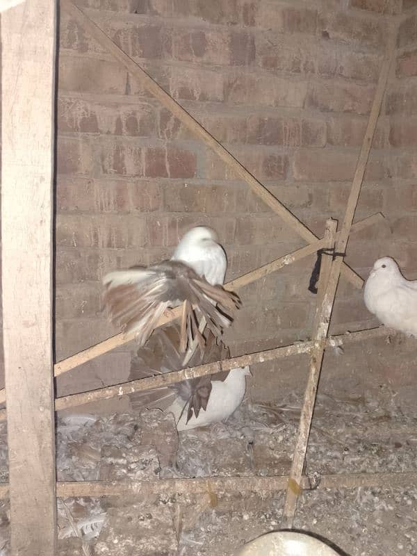 Redtail English fantail pigeons argent for sale 5