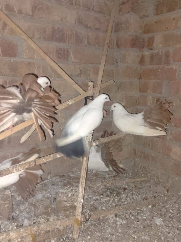 Redtail English fantail pigeons argent for sale 6