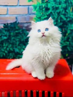 cat with blue eyes