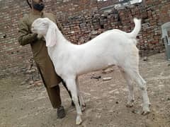 dase beetal bakra