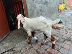 beautiful male goat kid