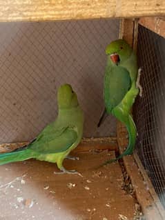 green parrots