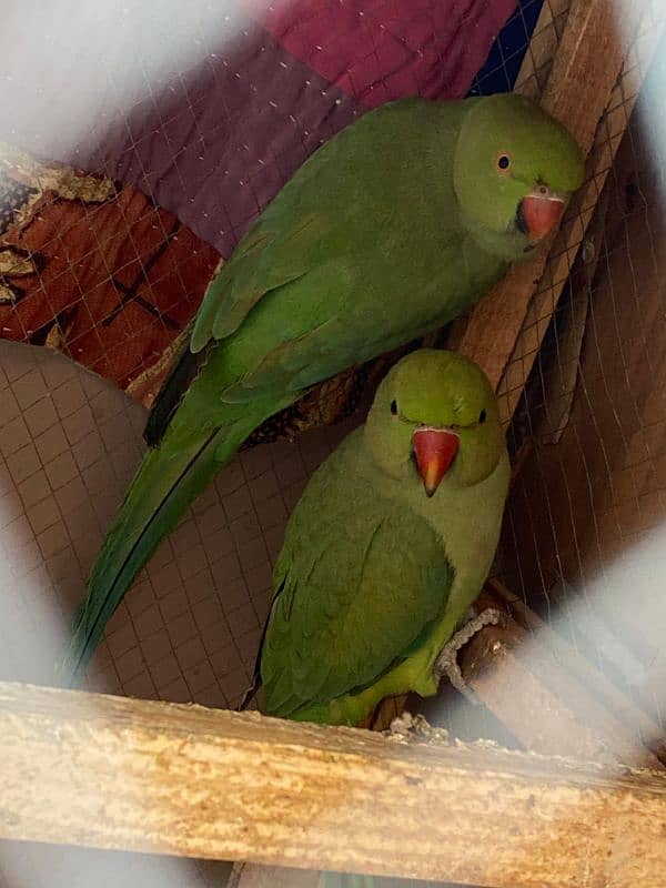 green parrots 1