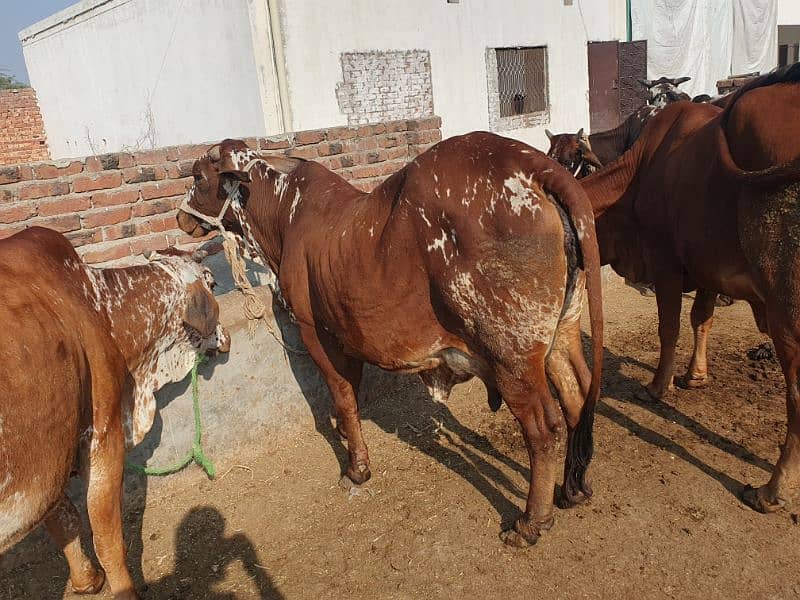 COWS / BACHRI /GAYAIN / FEMALE / WACHI /WERI 0