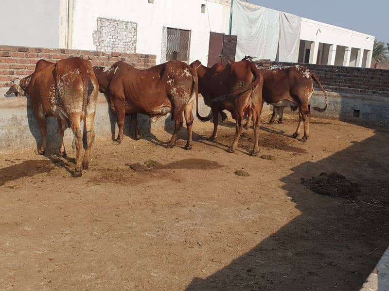 COWS / BACHRI /GAYAIN / FEMALE / WACHI /WERI 2