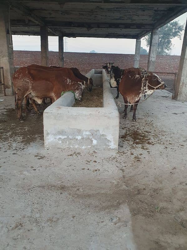 COWS / BACHRI /GAYAIN / FEMALE / WACHI /WERI 4