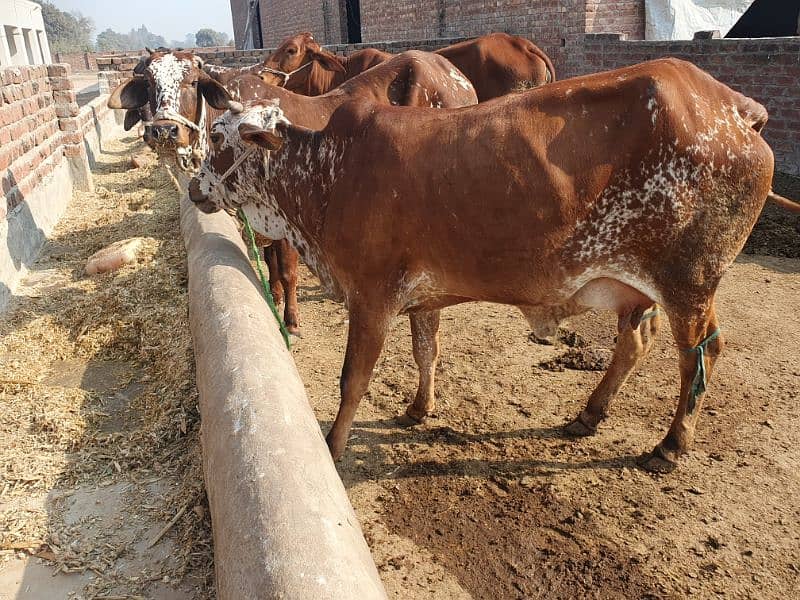 COWS / BACHRI /GAYAIN / FEMALE / WACHI /WERI 5