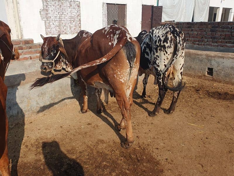 COWS / BACHRI /GAYAIN / FEMALE / WACHI /WERI 7