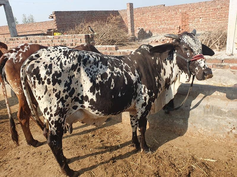 COWS / BACHRI /GAYAIN / FEMALE / WACHI /WERI 9