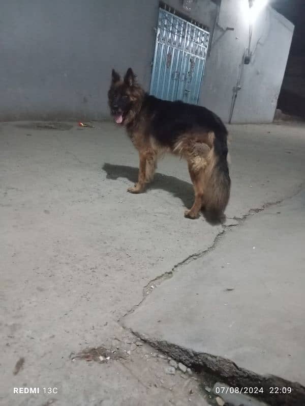 German shepherd long caot  male for sale 1