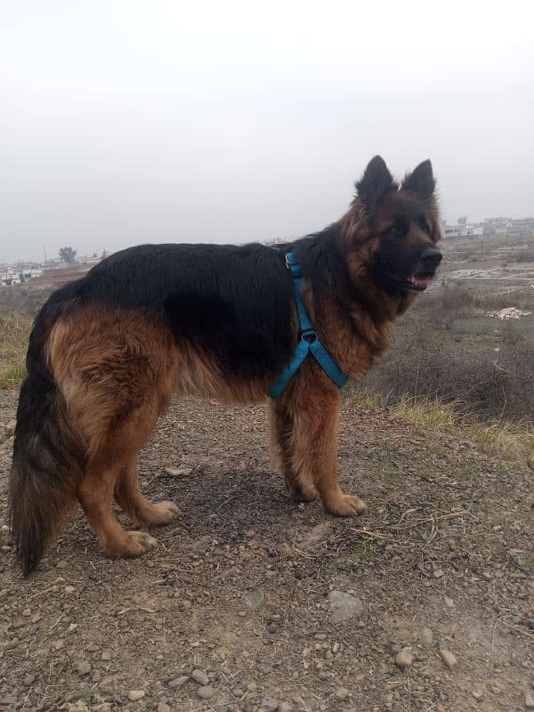 German shepherd long caot  male for sale 2