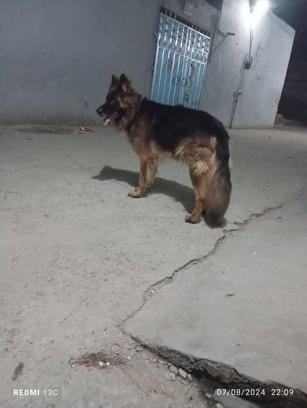 German shepherd long caot  male for sale 3