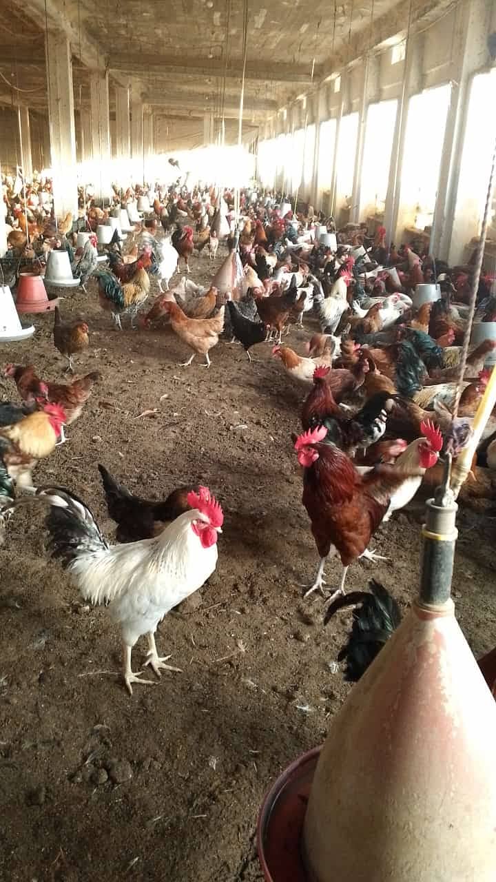 golden misri hens / egg laying hens / desi murghi / layer hens / eggs 0