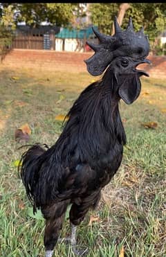 Ayam Cemani chicks