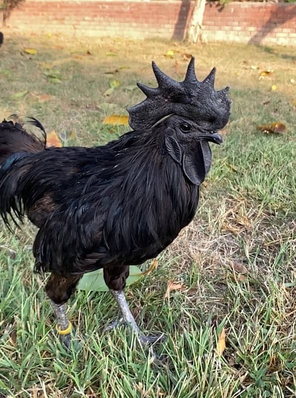 Ayam Cemani chicks 1