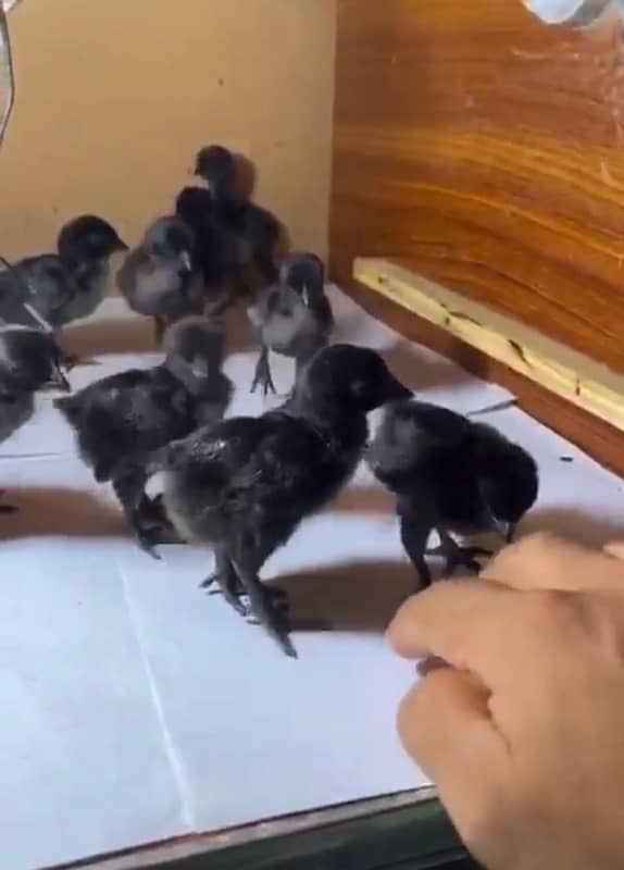 Ayam Cemani chicks 2