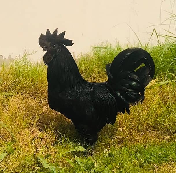 Ayam Cemani chicks 3