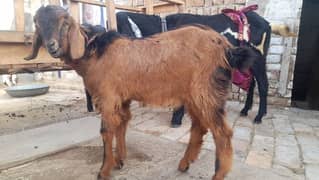 Red color desi goat male