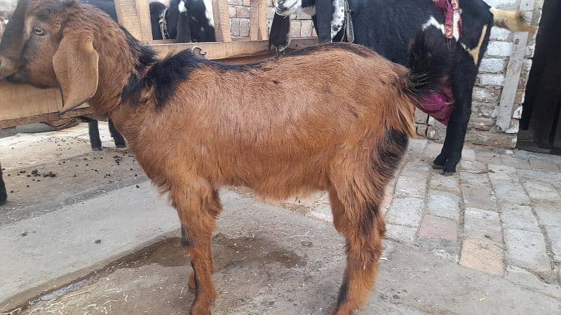 Desi bakra 7