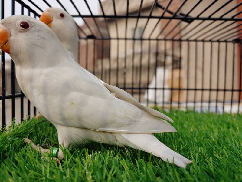 Albino Red Eye Creemino Decino Lovebirds - Fawn java - Green Fisher 0