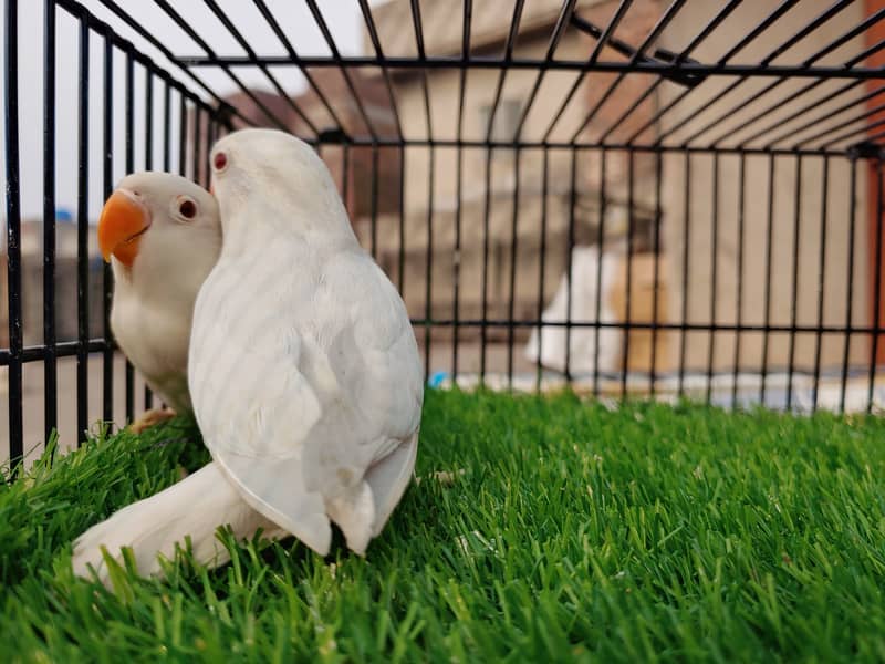 Albino Red Eye Creemino Decino Lovebirds - Fawn java - Green Fisher 1