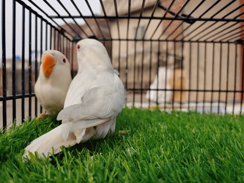 Albino Red Eye Creemino Decino Lovebirds - Fawn java - Green Fisher 2