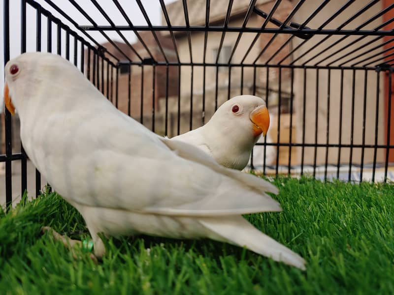 Albino Red Eye Creemino Decino Lovebirds - Fawn java - Green Fisher 3