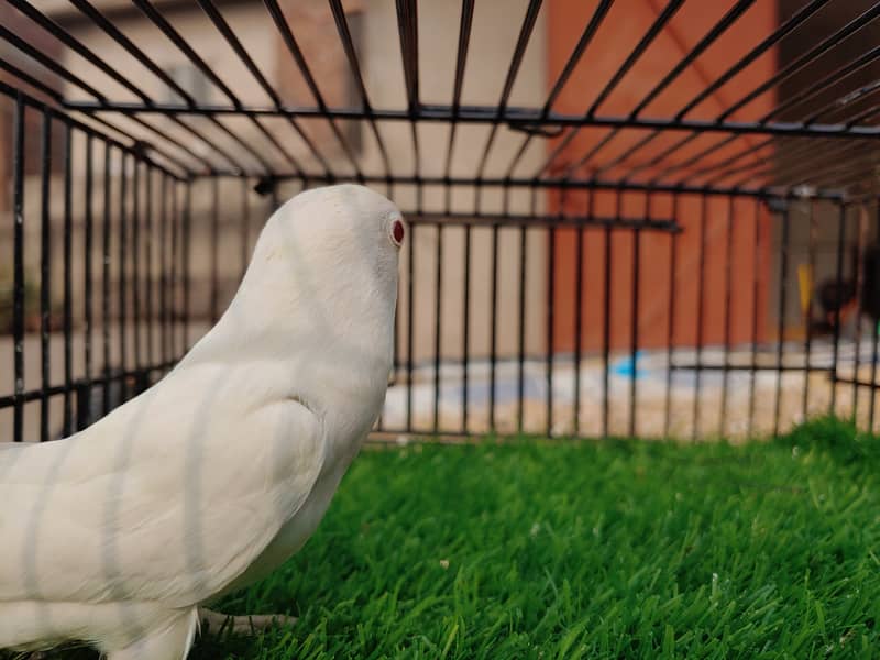 Albino Red Eye Creemino Decino Lovebirds - Fawn java - Green Fisher 4