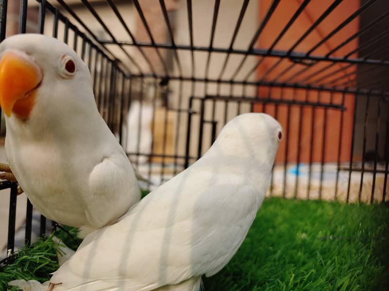 Albino Red Eye Creemino Decino Lovebirds - Fawn java - Green Fisher 5