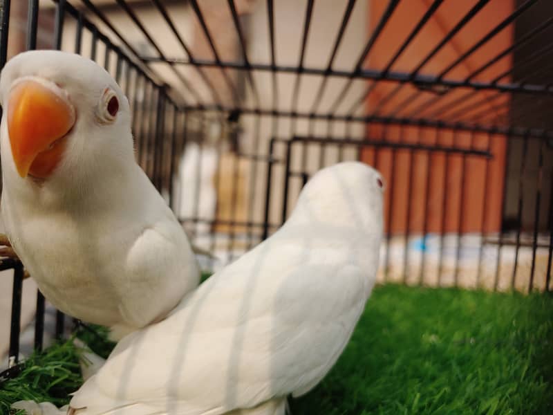 Albino Red Eye Creemino Decino Lovebirds - Fawn java - Green Fisher 6