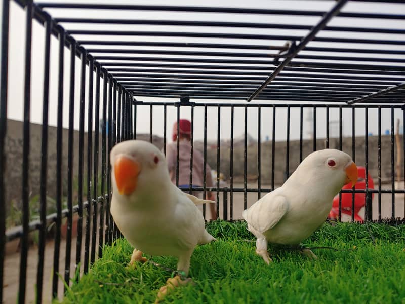 Albino Red Eye Creemino Decino Lovebirds - Fawn java - Green Fisher 7