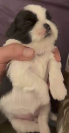 Shih Tzu / Shitzu Show Class Pedigreed Puppies For Sale.