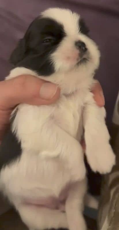 Shih Tzu / Shitzu Show Class Pedigreed Puppies For Loving Homes. 4