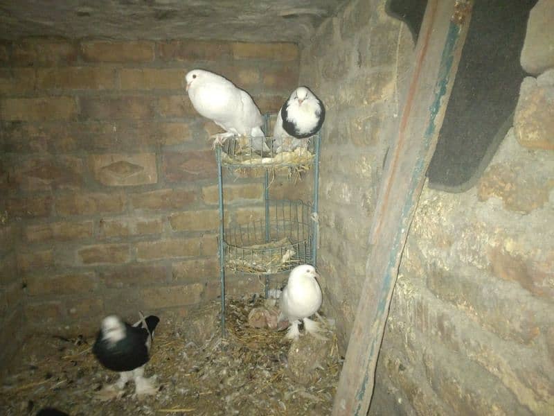 Megpie pouter gubara breeder pair Pegion kabutar 3