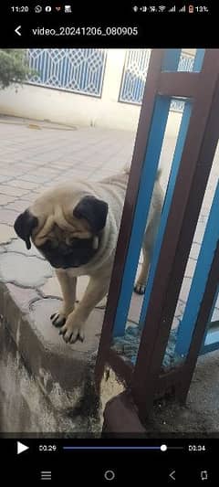 pug