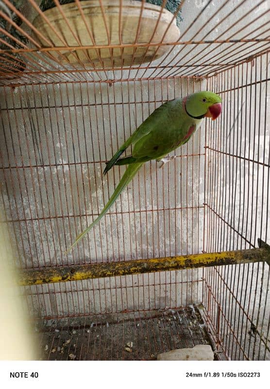 raw parrot   AK bar 3 bacha deya or ab 2anda dalay ha or anda dalay ga 4