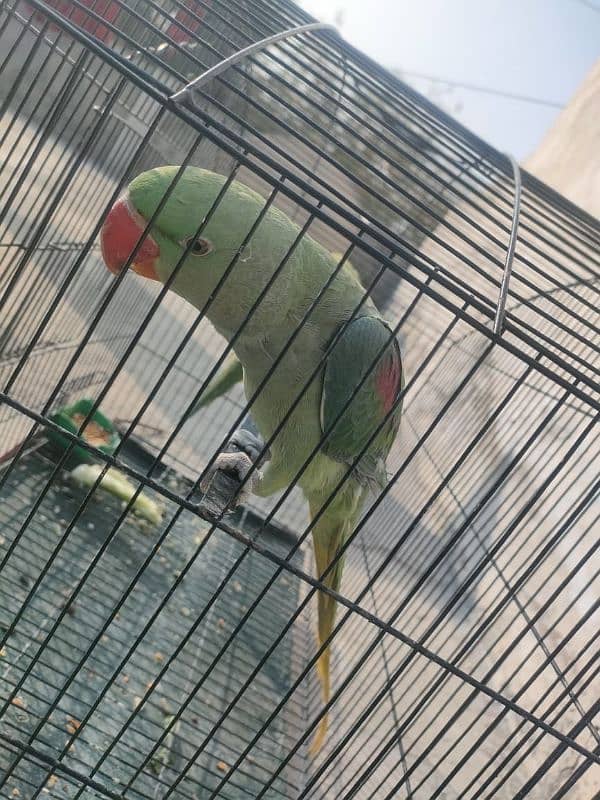 Raw parrot 1