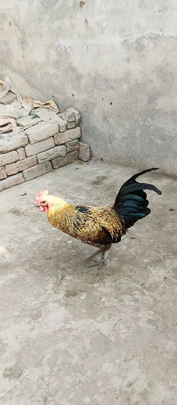 Desi Golden murgay 3