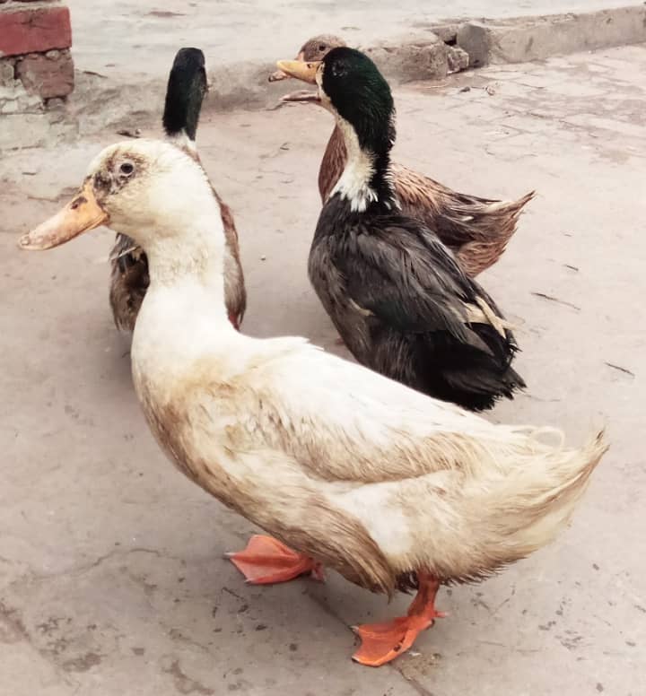 Desi Duck Big size 0