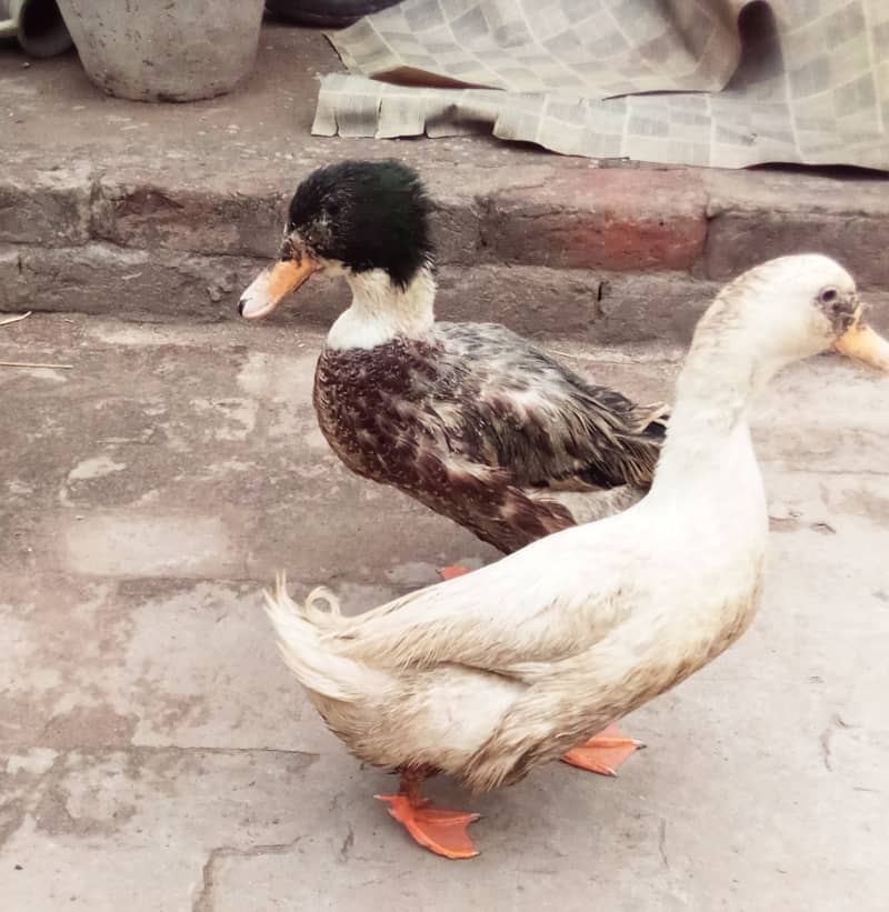 Desi Duck Big size 1