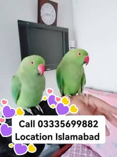 Single 5500 Hand Tamed Friendly Green Ring Neck Parrots Male/Female