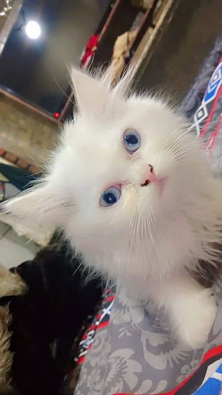 1 persian kitten Male for sall 0